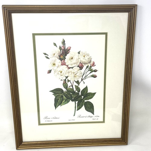 Pierre joseph redoute stipple - redoute,